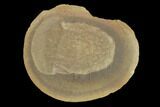 Fossil Jellyfish (Essexella) Pos/Neg - Illinois #120712-1